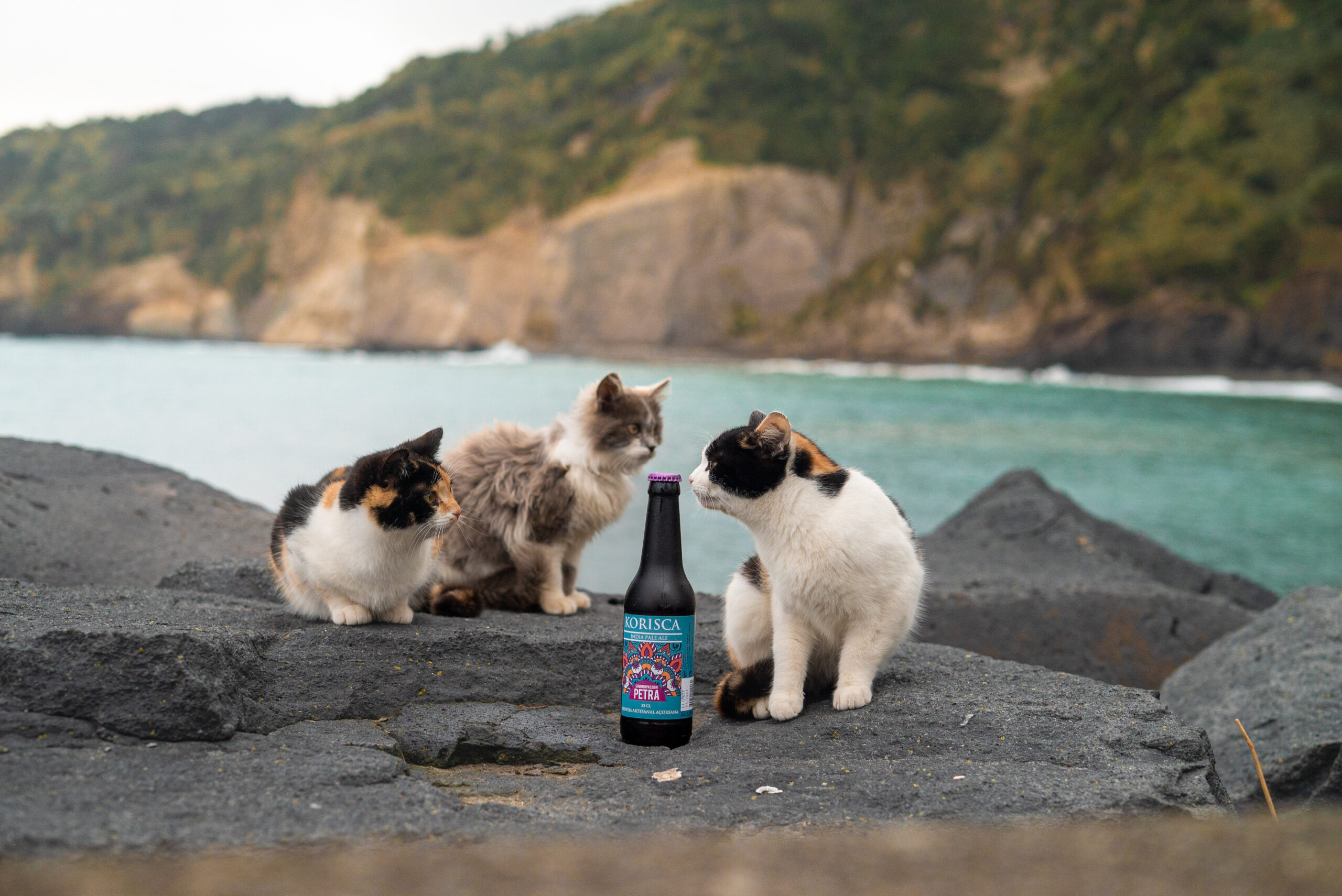 Cerveja artesanal açoriana Korisca Petra (IPA), na rocha negra, com o mar azul e a costa da Ribeira Quente no fundo, com três gatos sentados, na Ribeira Quente, Povoação, São Miguel Açores.