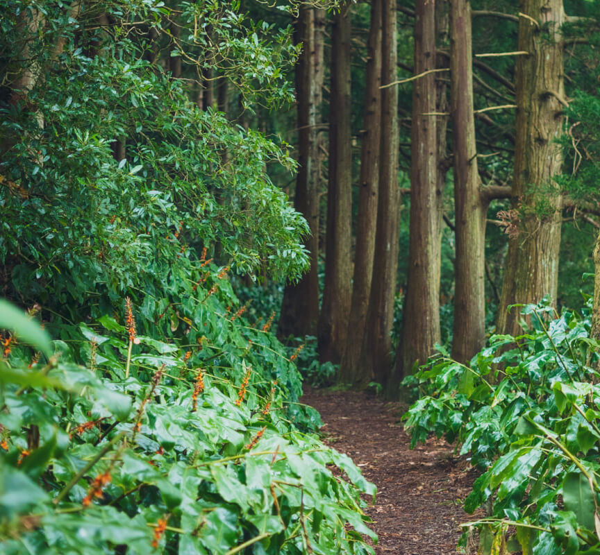 Desfrute das cervejas Korisca nas lindas paisagens dos Açores